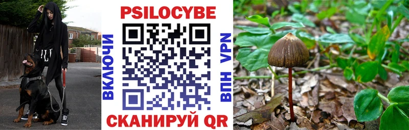 Галлюциногенные грибы Psilocybine cubensis  Адыгейск 